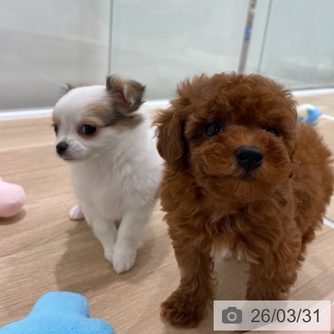 福岡県のチワワ(ロング) (ペットプラス 八幡東店/2026年1月24日生まれ/女の子/ホワイトフォーン)の子犬の3枚目の画像