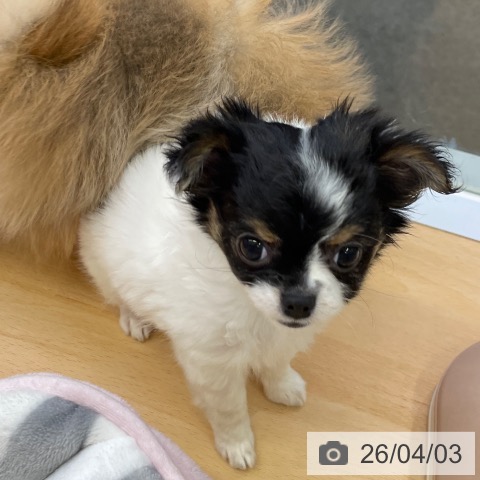 福岡県のチワワ(ロング) (ペットプラス MARK IS 福岡ももち店/2026年1月24日生まれ/女の子/ホワイトブラックタン)の子犬の4枚目の画像