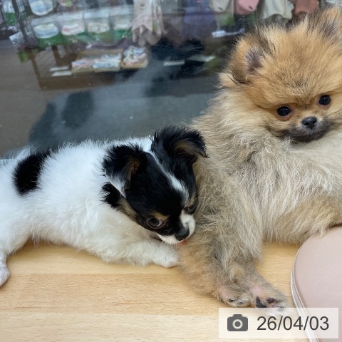 福岡県のチワワ(ロング) (ペットプラス MARK IS 福岡ももち店/2026年1月24日生まれ/女の子/ホワイトブラックタン)の子犬の3枚目の画像