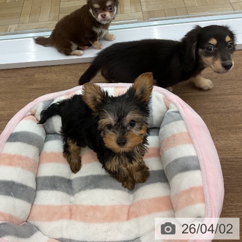 千葉県のヨークシャーテリア (ペッツワン 千葉ニュータウン店/2026年1月21日生まれ/女の子/スチールブルータン)の子犬の3枚目の画像