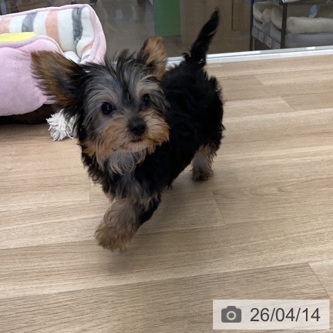 ヨークシャー・テリアの写真