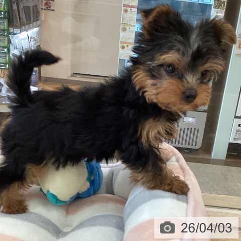 福岡県のヨークシャーテリア (ペットプラス ららぽーと福岡店/2026年1月21日生まれ/女の子/スチールブルータン)の子犬の4枚目の画像