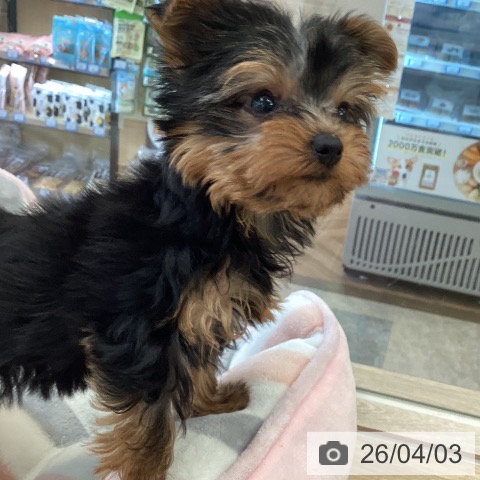 福岡県のヨークシャーテリア (ペットプラス ららぽーと福岡店/2026年1月21日生まれ/女の子/スチールブルータン)の子犬の3枚目の画像