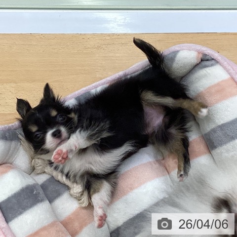 埼玉県のチワワ(ロング) (ペットプラス 羽生店/2026年1月28日生まれ/男の子/ブラックタンホワイト)の子犬の3枚目の画像