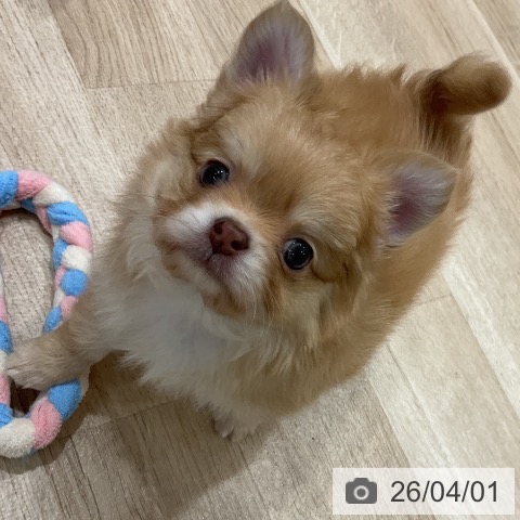 福岡県のチワワ(ロング) (ペットプラス 八幡東店/2026年1月28日生まれ/男の子/チョコレートフォーンホワイト)の子犬の4枚目の画像