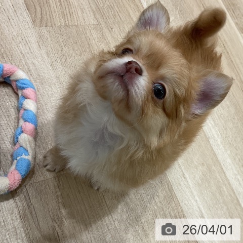 福岡県のチワワ(ロング) (ペットプラス 八幡東店/2026年1月28日生まれ/男の子/チョコレートフォーンホワイト)の子犬の3枚目の画像