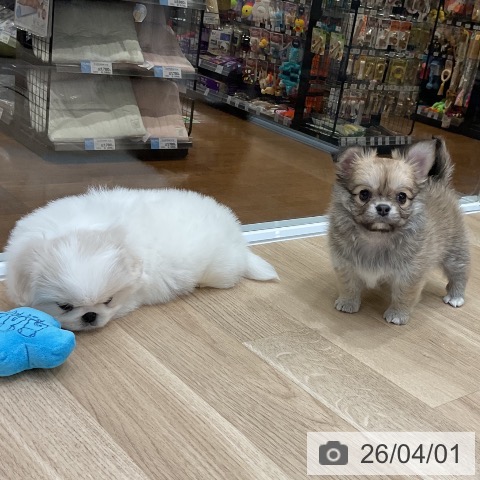 福岡県のチワワ(ロング) (ペットプラス 八幡東店/2026年1月28日生まれ/女の子/フォーン)の子犬の4枚目の画像