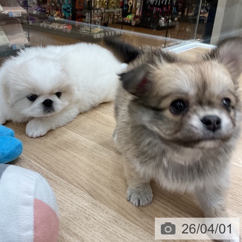 福岡県のチワワ(ロング) (ペットプラス 八幡東店/2026年1月28日生まれ/女の子/フォーン)の子犬の3枚目の画像