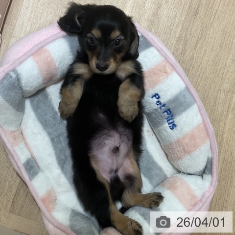 福岡県のミニチュアダックスフンド(ロング) (ペットプラス 小倉南店/2026年1月26日生まれ/男の子/ブラックタン)の子犬の4枚目の画像