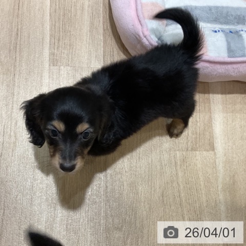 福岡県のミニチュアダックスフンド(ロング) (ペットプラス 小倉南店/2026年1月26日生まれ/男の子/ブラックタン)の子犬の4枚目の画像