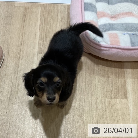 福岡県のミニチュアダックスフンド(ロング) (ペットプラス 小倉南店/2026年1月26日生まれ/男の子/ブラックタン)の子犬の3枚目の画像