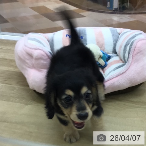 宮崎県のミニチュアダックスフンド(ロング) (ペットプラス 宮崎店/2026年1月26日生まれ/女の子/ブラックタン)の子犬の4枚目の画像