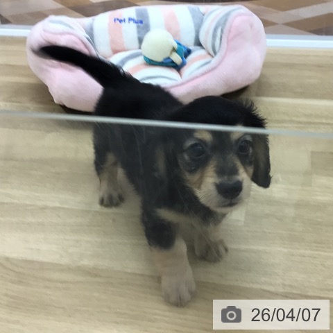 宮崎県のミニチュアダックスフンド(ロング) (ペットプラス 宮崎店/2026年1月26日生まれ/女の子/ブラックタン)の子犬の3枚目の画像