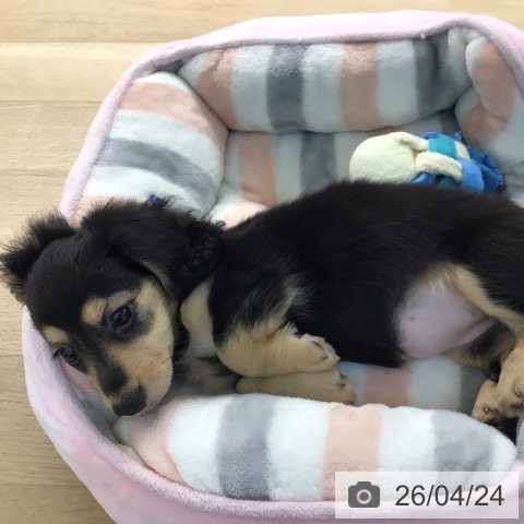 宮崎県のミニチュアダックスフンド(ロング) (ペットプラス 宮崎店/2026年1月26日生まれ/女の子/ブラックタン)の子犬の4枚目の画像