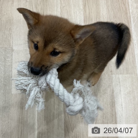 柴の写真