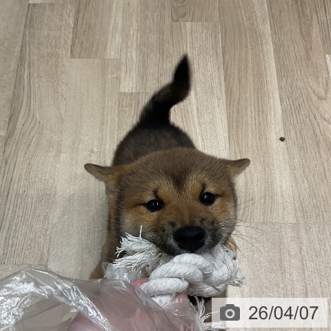 柴の写真