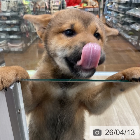 柴の写真