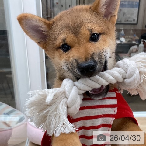 柴の写真