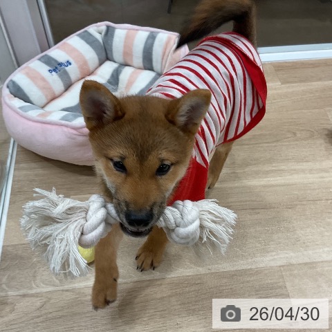 柴の写真
