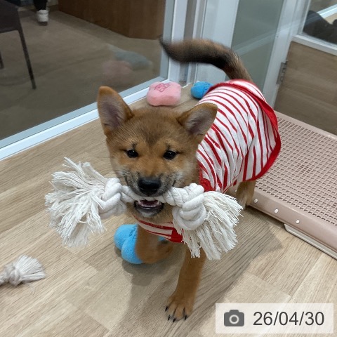 柴の写真