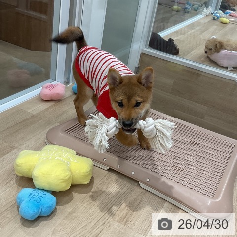 柴の写真