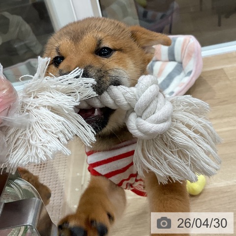 柴の写真