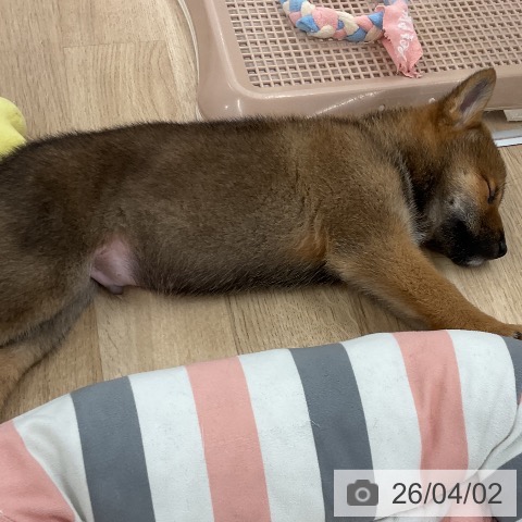 福岡県の柴犬(標準サイズ) (ペットプラス 八幡東店/2026年1月28日生まれ/男の子/赤)の子犬の4枚目の画像