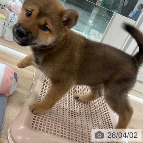 福岡県の柴犬(標準サイズ) (ペットプラス 八幡東店/2026年1月28日生まれ/男の子/赤)の子犬の3枚目の画像