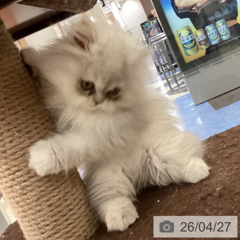 福岡県のペルシャ (ペットプラス 福岡伊都店/2026年1月28日生まれ/男の子/チンチラシルバー)の子猫の4枚目の画像