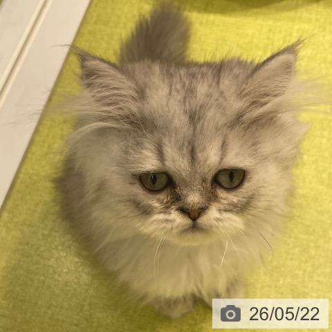 ペルシャの写真