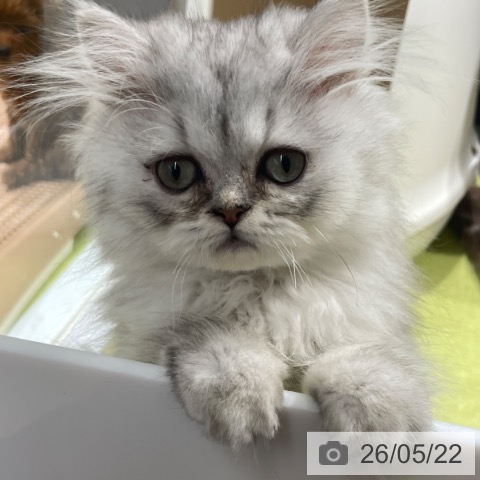 ペルシャの写真