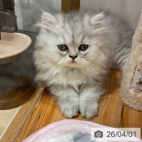 福岡県のペルシャ (ペットプラス 八幡東店/2026年1月28日生まれ/男の子/シェーデットシルバー)の子猫の4枚目の画像