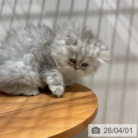 福岡県のペルシャ (ペットプラス 八幡東店/2026年1月28日生まれ/男の子/シェーデットシルバー)の子猫の3枚目の画像