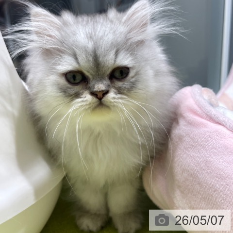福岡県のペルシャ (ペットプラス MARK IS 福岡ももち店/2026年1月28日生まれ/男の子/シェーデットシルバー)の子猫の3枚目の画像