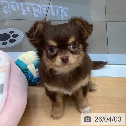 熊本県のチワワ(ロング) (ペットプラス 熊本店/2026年1月20日生まれ/女の子/チョコレートタンホワイト)の子犬の3枚目の画像