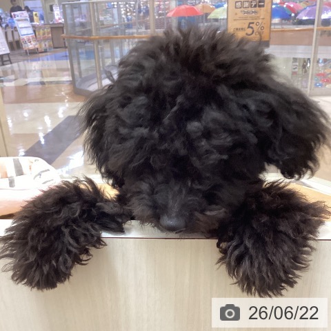 沖縄県のトイプードル(トイ) (ペットプラス 南風原店/2026年1月23日生まれ/男の子/ブラック)の子犬の3枚目の画像