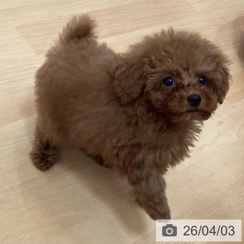 福岡県のトイプードル(トイ) (ペットプラス 福岡伊都店/2026年1月27日生まれ/男の子/レッド)の子犬の4枚目の画像