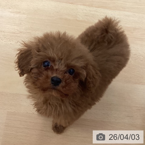 福岡県のトイプードル(トイ) (ペットプラス 福岡伊都店/2026年1月27日生まれ/男の子/レッド)の子犬の3枚目の画像