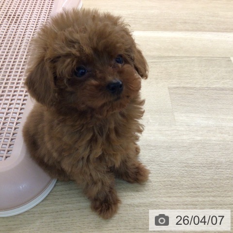 宮崎県のトイプードル(トイ) (ペットプラス 宮崎店/2026年1月27日生まれ/女の子/レッド)の子犬の4枚目の画像