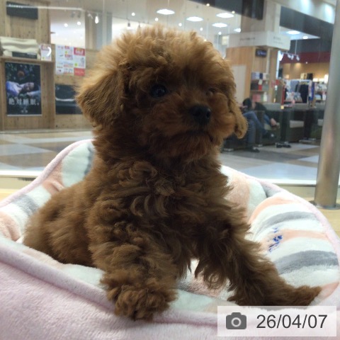 宮崎県のトイプードル(トイ) (ペットプラス 宮崎店/2026年1月27日生まれ/女の子/レッド)の子犬の3枚目の画像