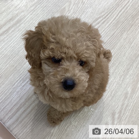 沖縄県のトイプードル(トイ) (ペットプラス 沖縄ライカム店/2026年1月27日生まれ/女の子/アプリコット)の子犬の4枚目の画像