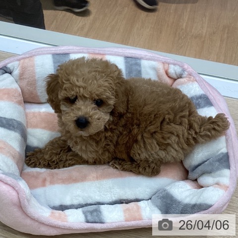 沖縄県のトイプードル(トイ) (ペットプラス 沖縄ライカム店/2026年1月27日生まれ/女の子/アプリコット)の子犬の3枚目の画像