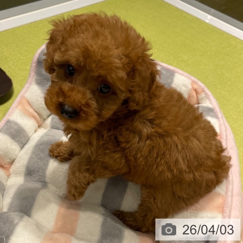 福岡県のトイプードル(トイ) (ペットプラス MARK IS 福岡ももち店/2026年1月27日生まれ/女の子/レッド)の子犬の4枚目の画像