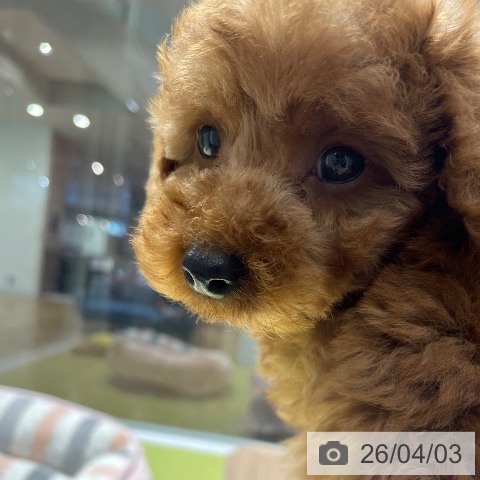 福岡県のトイプードル(トイ) (ペットプラス MARK IS 福岡ももち店/2026年1月27日生まれ/女の子/レッド)の子犬の3枚目の画像