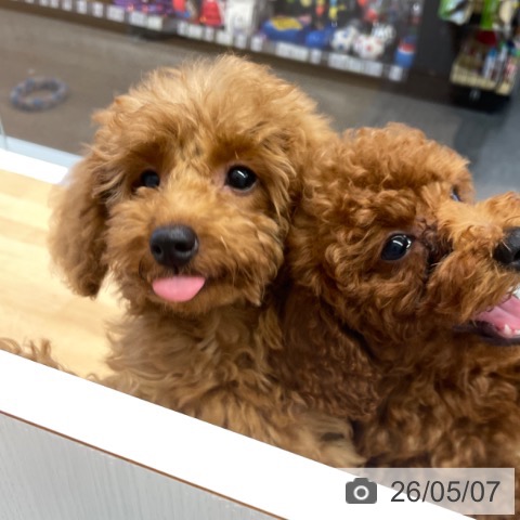 福岡県のトイプードル(トイ) (ペットプラス 小倉南店/2026年1月27日生まれ/女の子/レッド)の子犬の4枚目の画像