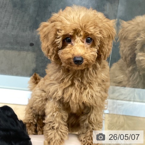 福岡県のトイプードル(トイ) (ペットプラス 小倉南店/2026年1月27日生まれ/女の子/レッド)の子犬の3枚目の画像