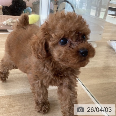 福岡県のトイプードル(トイ) (ペットプラス ららぽーと福岡店/2026年1月27日生まれ/女の子/レッド)の子犬の3枚目の画像