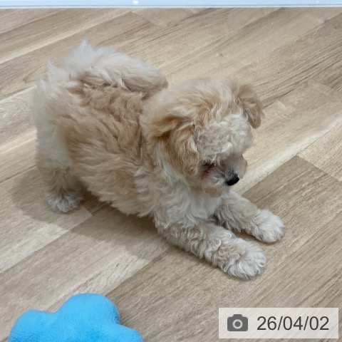 トイ・プードルの写真