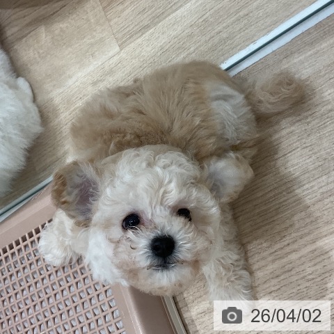 トイ・プードルの写真