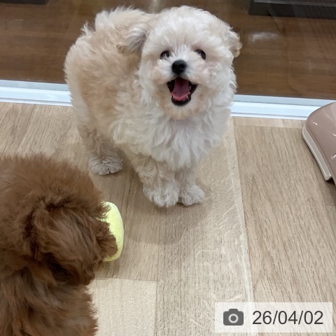 トイ・プードルの写真